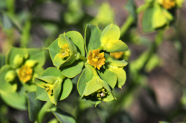 Euphorbia incisa has green flowers modified into a “cyathium” in leafy bracts from leaf axils. The fruits, not shown here, are an oblong loved capsule. Mojave spurge